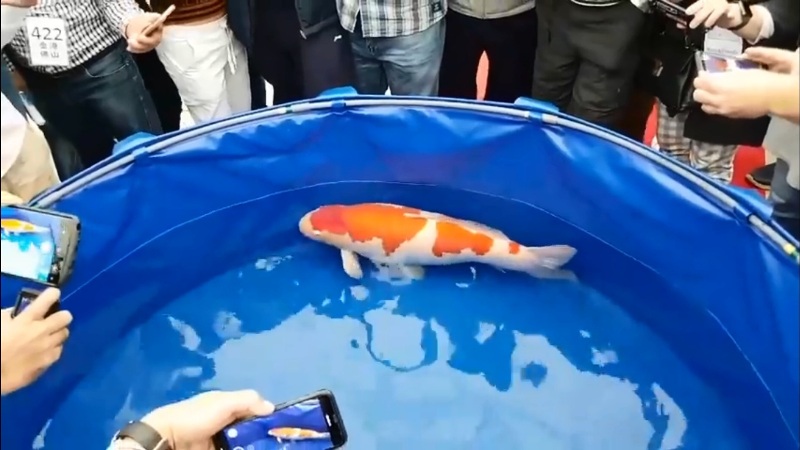 Inilah Alasan Mengapa Harga Ikan Koi Begitu Mahal